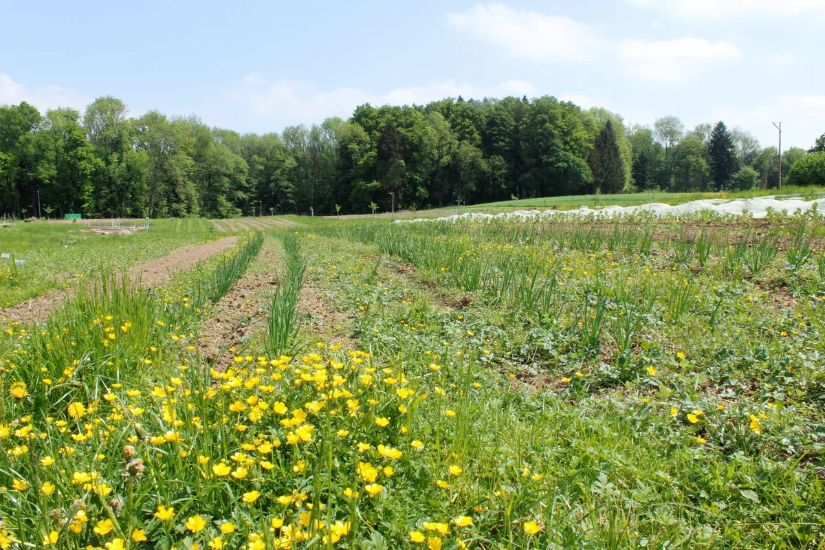 1a6229c5fec8252b3eef9385da9b6450a2d9debd Auf dieser Fläche auf dem Birchhof probiert Roger Gündel aus, wie sich Permakultur in der Landwirtschaft umsetzen lässt. Mischkulturen und minimale Bodenbearbeitung sind typisch für diesen Ansatz. (Bild zVg)