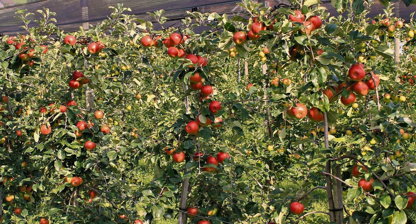Robuste Sorten wie Ecolette benötigen zwar weniger Pflanzenschutzbehandlungen als anfällige Apfelsorten, haben dafür aber Nachteile wie Alternanzanfälligkeit und tiefere Erträge.