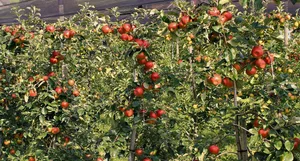 Robuste Sorten wie Ecolette benötigen zwar weniger Pflanzenschutzbehandlungen als anfällige Apfelsorten, haben dafür aber Nachteile wie Alternanzanfälligkeit und tiefere Erträge.