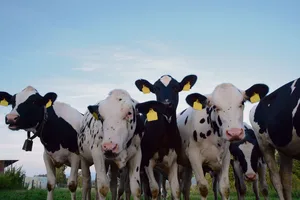 Früher war es keineswegs selbstverständlich, dass bereits jüngere Bauernkinder wussten, wie ein Kalb auf die Welt kam.