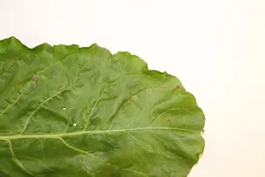 Cercospora-Blattflecken sind rund und hellgrau mit einem rotbraunen Rand. Unter der Lupe sind schwarze Punkte sichtbar.