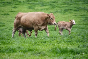 Mutterkuh und Kalb müssen auf der Weide vor Insekten geschützt werden. Deren Stiche können nämlich Infektionen auslösen.