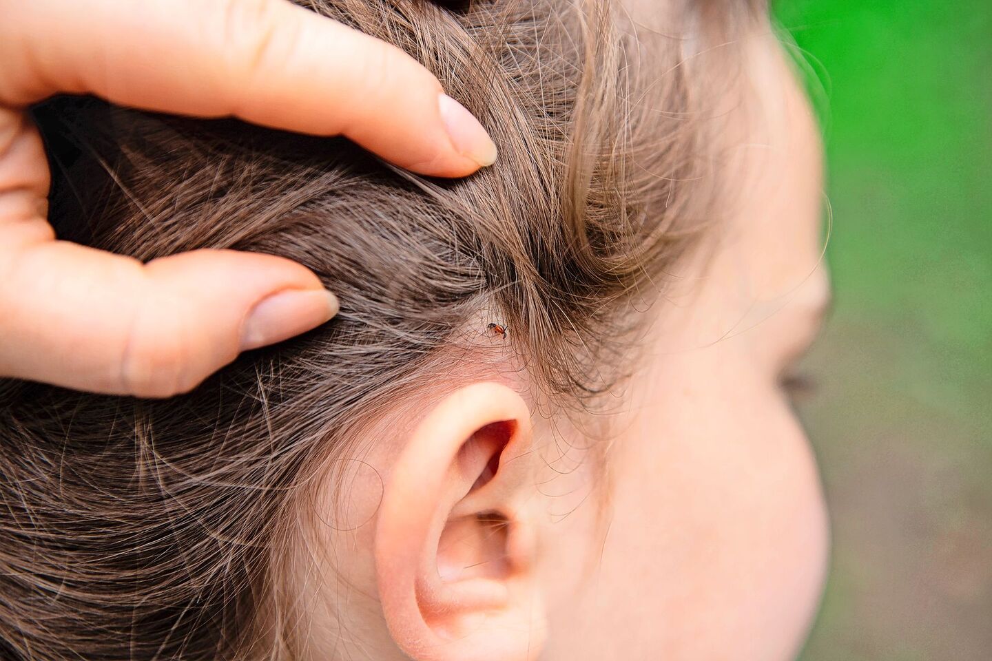 Kinder sind besonders gefährdet, von einer Zecke gestochen zu werden. Sie sollten daher nach jedem Spieltag draussen von Kopf bis Fuss abgesucht werden.