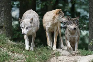 Auf einer Alp in St. Gallen wurden 19 weitere Schafe gerissen. (Bild Marcel Langthim/pixabay)