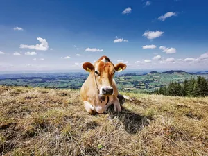Die aktuell anhaltende Hitze setzt allen zu; Mensch, Tier und Natur haben mit den hohen Temperaturen zu kämpfen. Hitzestress und Futterknappheit beschäftigen die Viehhalter.
