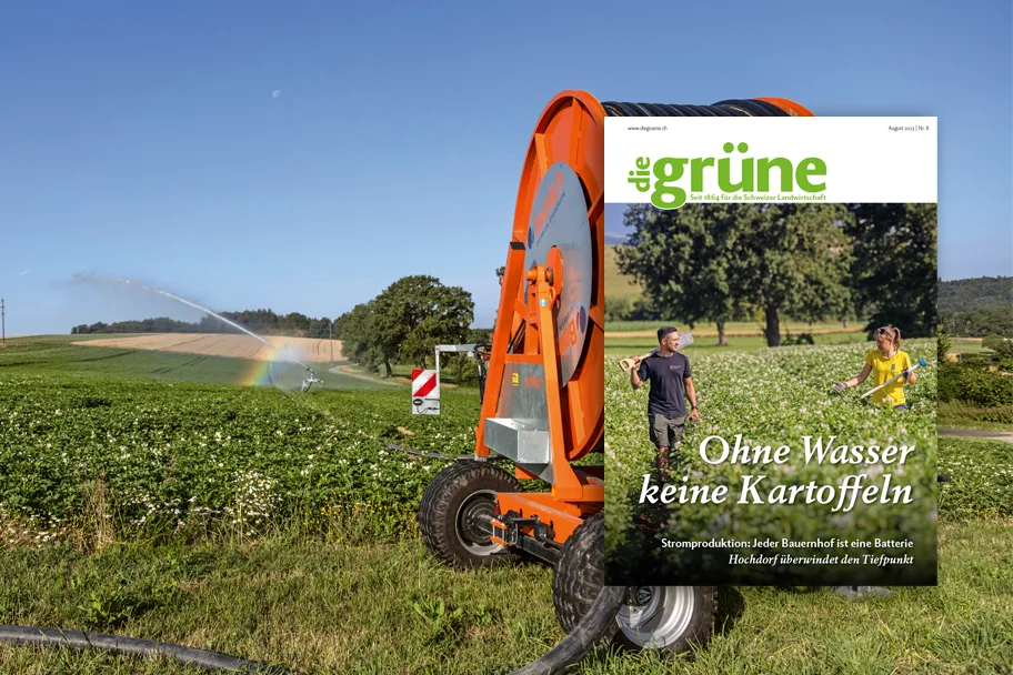 DG_23-08_3zu2_Titelbild «die grüne» im August 2023 – Ohne Wasser keine Kartoffeln
