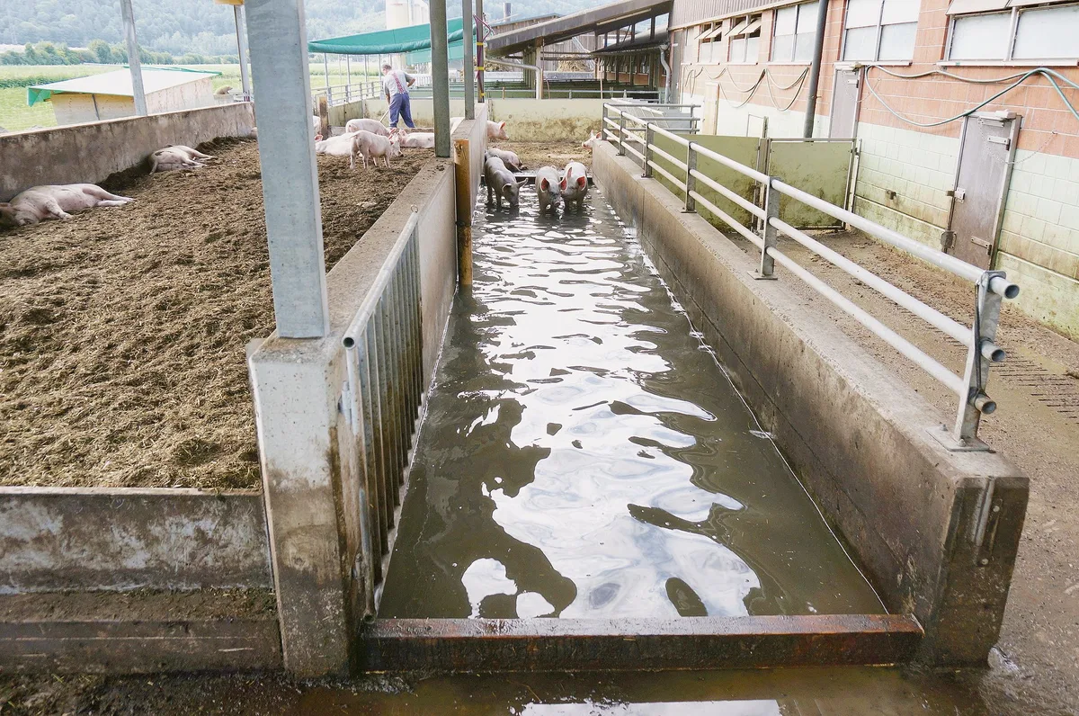 b57f69e40a8bb24afb7295aa72a2d0f74f645293 Es muss nicht zwingend Freilandhaltung sein. Schweine können auch dank baulichen Massnahmen artgerechter gehalten werden. (Bild AKS)
