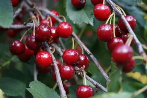 Konsumentinnen und Konsumenten dürfen sich auf genügend feine, aromatische Schweizer Kirschen freuen, schreibt der SOV.