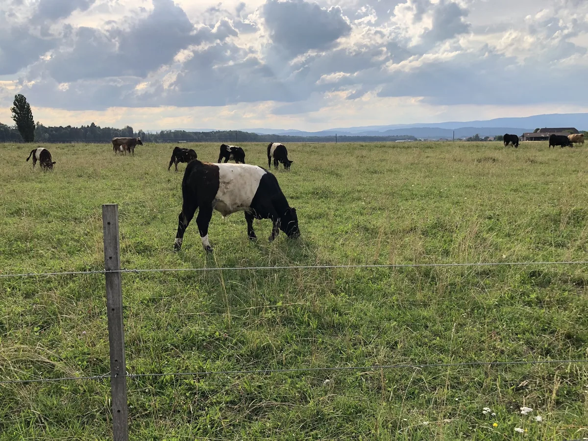 belted_galloway_jsc Das ändert sich bei den Direktzahlungen 2023 mit dem Absenkpfad