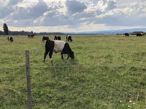 Im Bereich der Tierhaltung soll unter anderem ein neuer PSB die Weidehaltung fördern und die Schweizer Landwirtschaft so nachhaltiger machen.