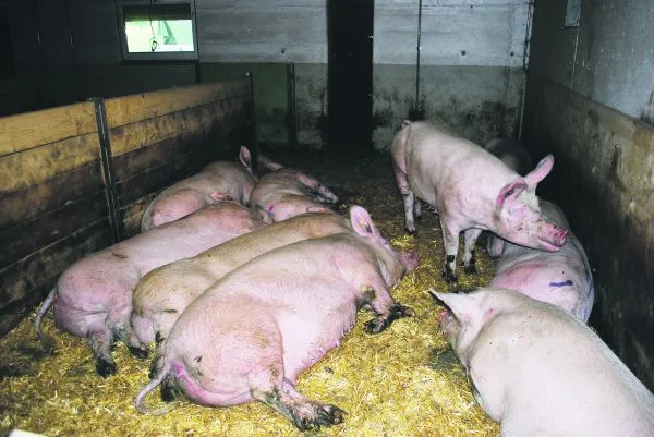 5df543499e91552d5ca93cc2ee3e2b06b32ce4a3 Trotz vieler Vorschriften und hohem Tierwohl ist Schweinefleisch gemäss dem Detailhandel bei den Konsumenten immer weniger beliebt.(Bild Peter Fankhauser)