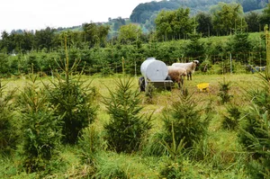 Shropshire-Schafe eignen sich für die Beweidung in Christbaumkulturen. (Bilder Isabelle Schwander)