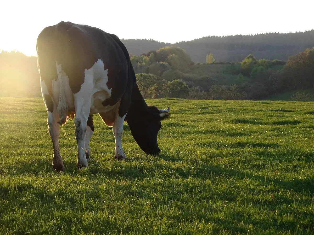 kuh-gegenlicht Wie die Bio-Landwirtschaft klimaneutral werden will