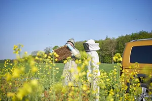 Bestäubungsimker bringen die Mauerbienen mit dem Auto direkt zu einer Rapskultur. (Bilder Beesharing)