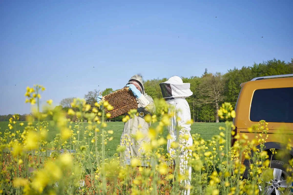 Bestäubungsimker bringen die Mauerbienen mit dem Auto direkt zu einer Rapskultur. (Bilder Beesharing)