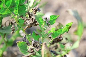 Die Substanz COS simuliert die Präsenz eines Schadpilzes wie Phytophtora infestans. OGA hingegen entsteht beim Abbau von pflanzlichen Zellwänden, z. B. beim Angriff durch einen Erreger.