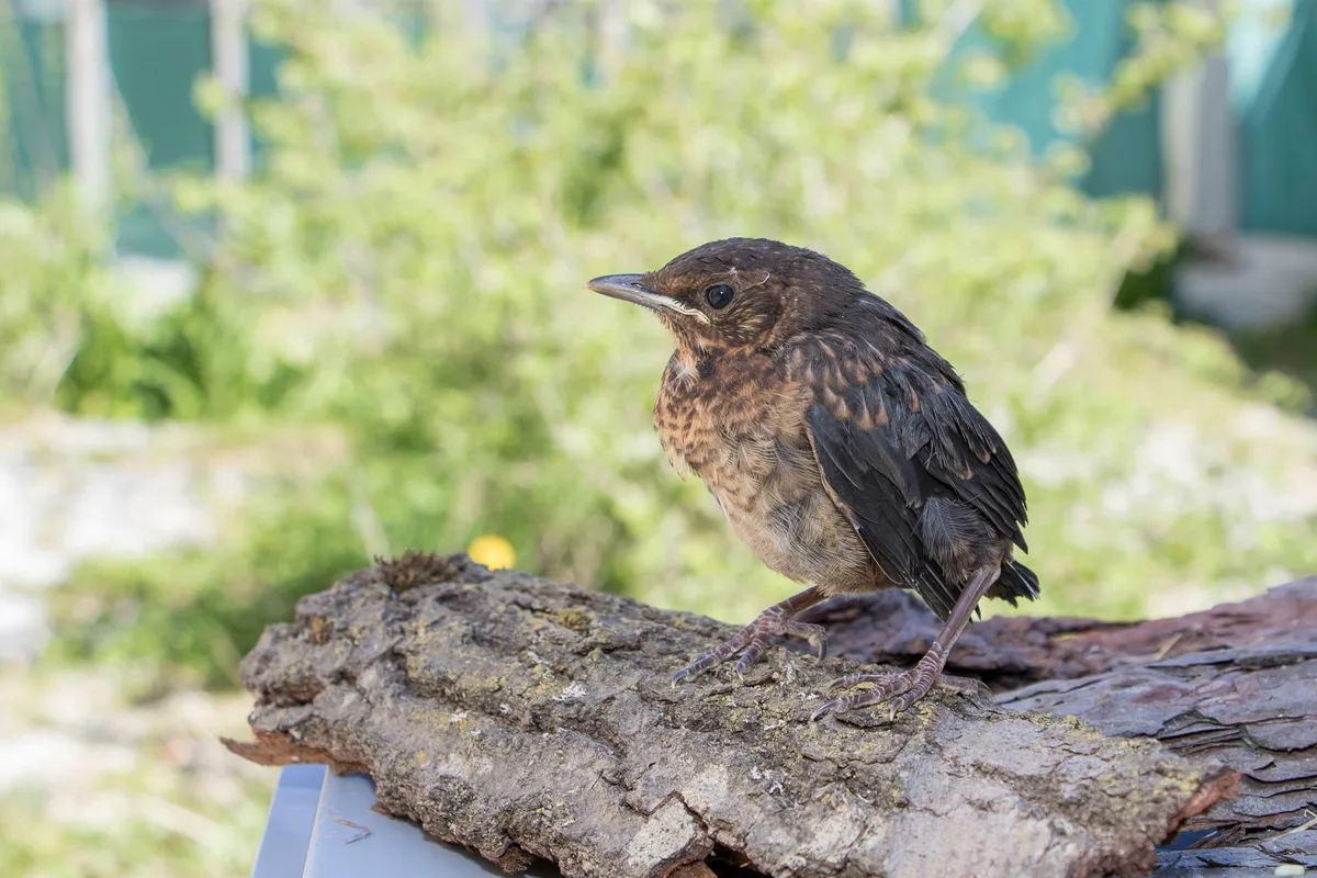e207f9654e3e7936e14ae2687e5e97cb6182086c Diese junge Amsel hat bereits das Nest verlassen (Ästling), ist jedoch noch nicht selbstständig. In der Natur würde sie von ihren Eltern weiterhin betreut. (Bild Vogelwarte)