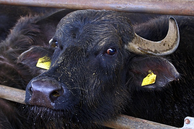 Auf einer Büffelfarm in Kampagnien (Italien) kam es zu einem Übergriff auf Amtstierärzte. (Symbolbild Pixabay)