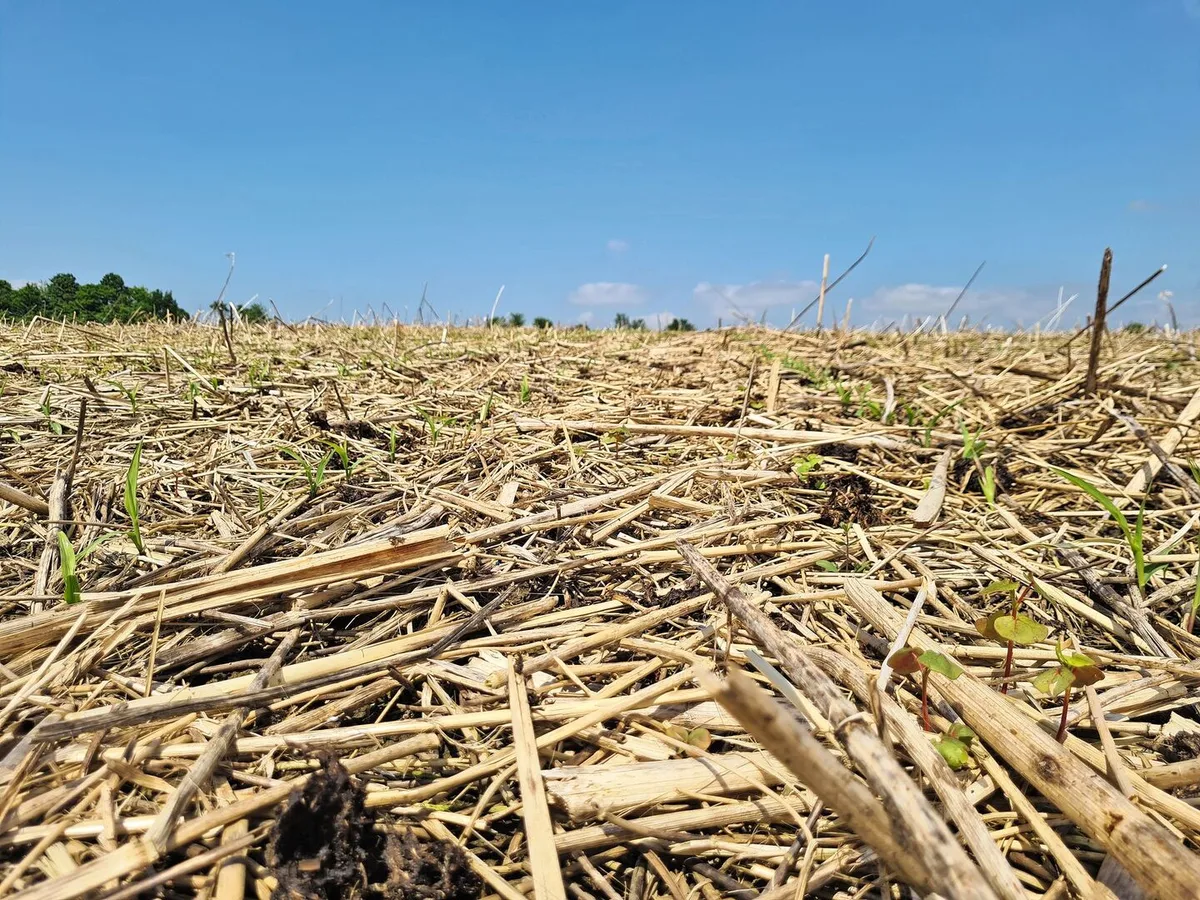 Mulchschicht verhindert Bodenerosion