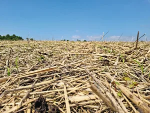 Eine Mulchschicht bremst Regentropfen vor dem Aufprall auf die Bodenkrümmel.