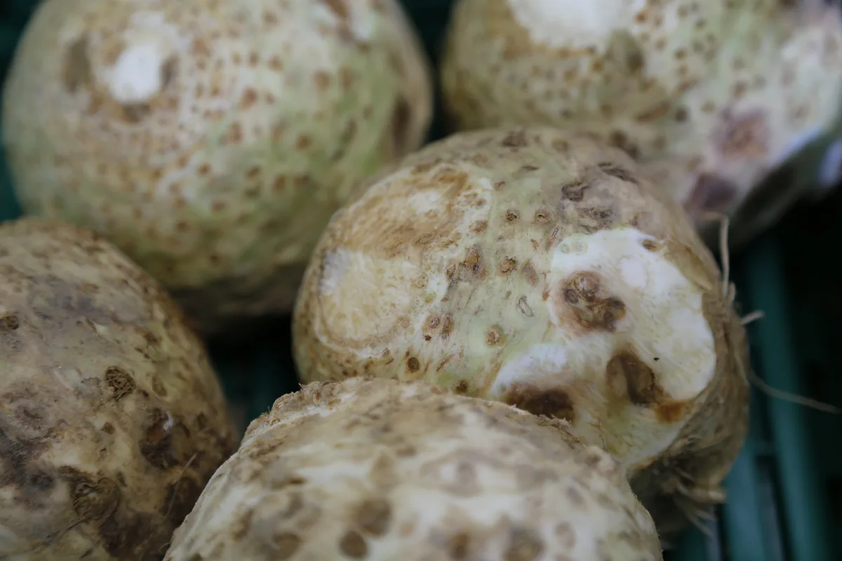 sellerie_ji Sellerie: die Knolle mit jeder Menge Aroma