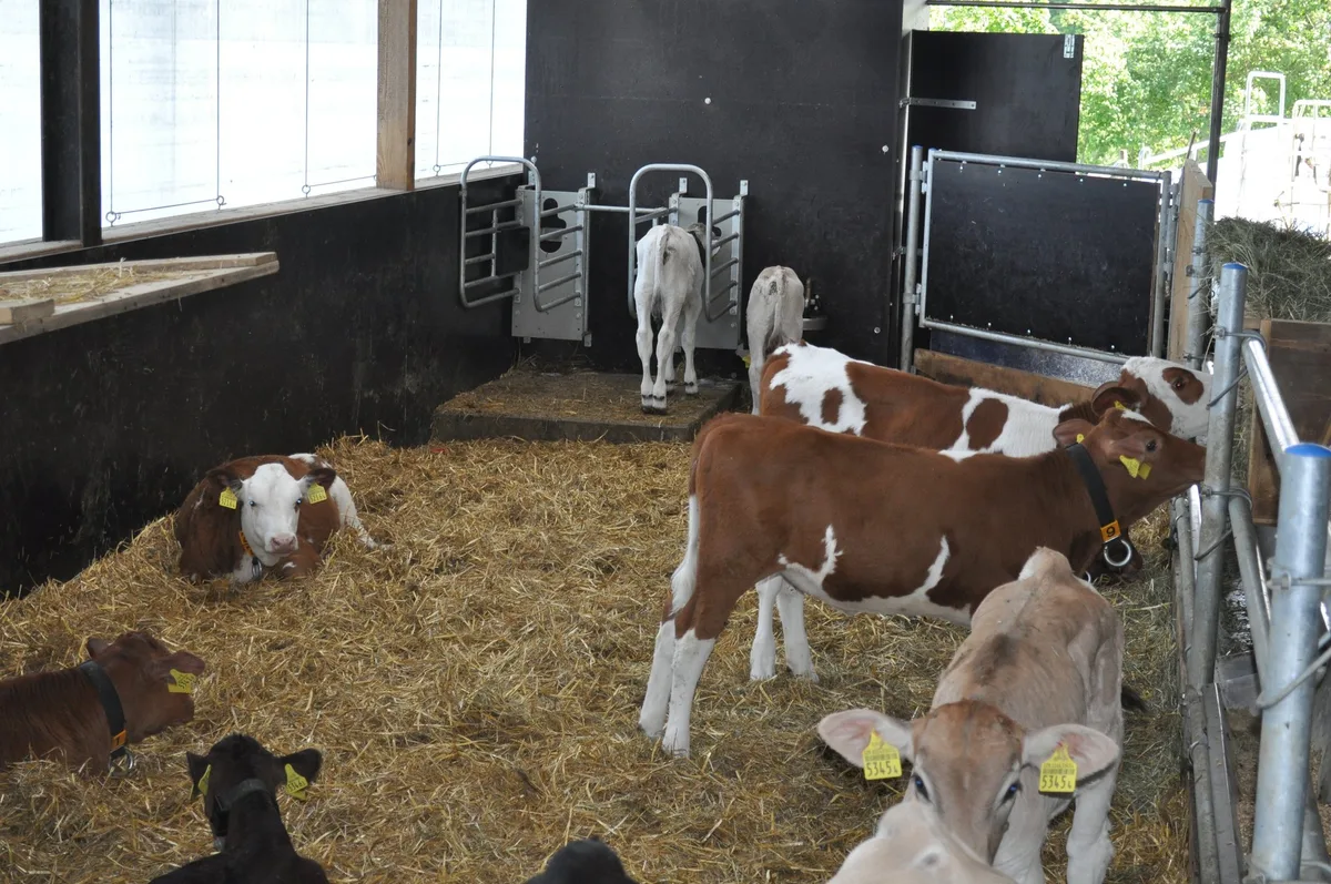 bz-bet6-47-hygiene Haltung und Hygiene verbessern statt Antibiotika verabreichen
