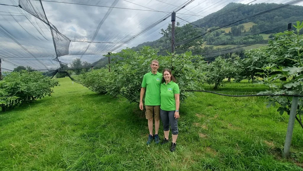 202307_stephan_und_andrea_stocker_feigen_jin Familie Stocker produziert als einzige frische Schweizer Feigen