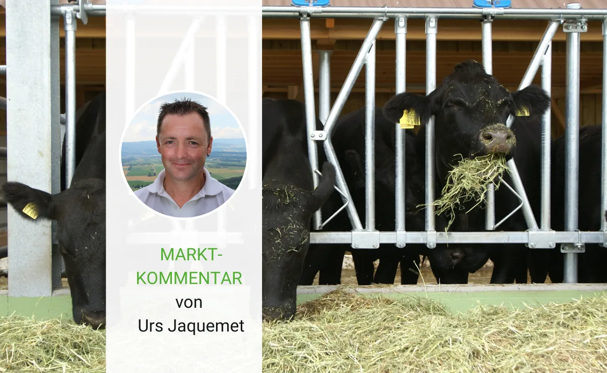 «Jetzt unpassende Mutterkühe ausmerzen und vom grossen Angebot profitieren»