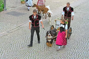 Viele verschiedenen Sujets wurden am Alpabzug präsentiert. Hier der Berner Sennenhund mit der «Bränte».