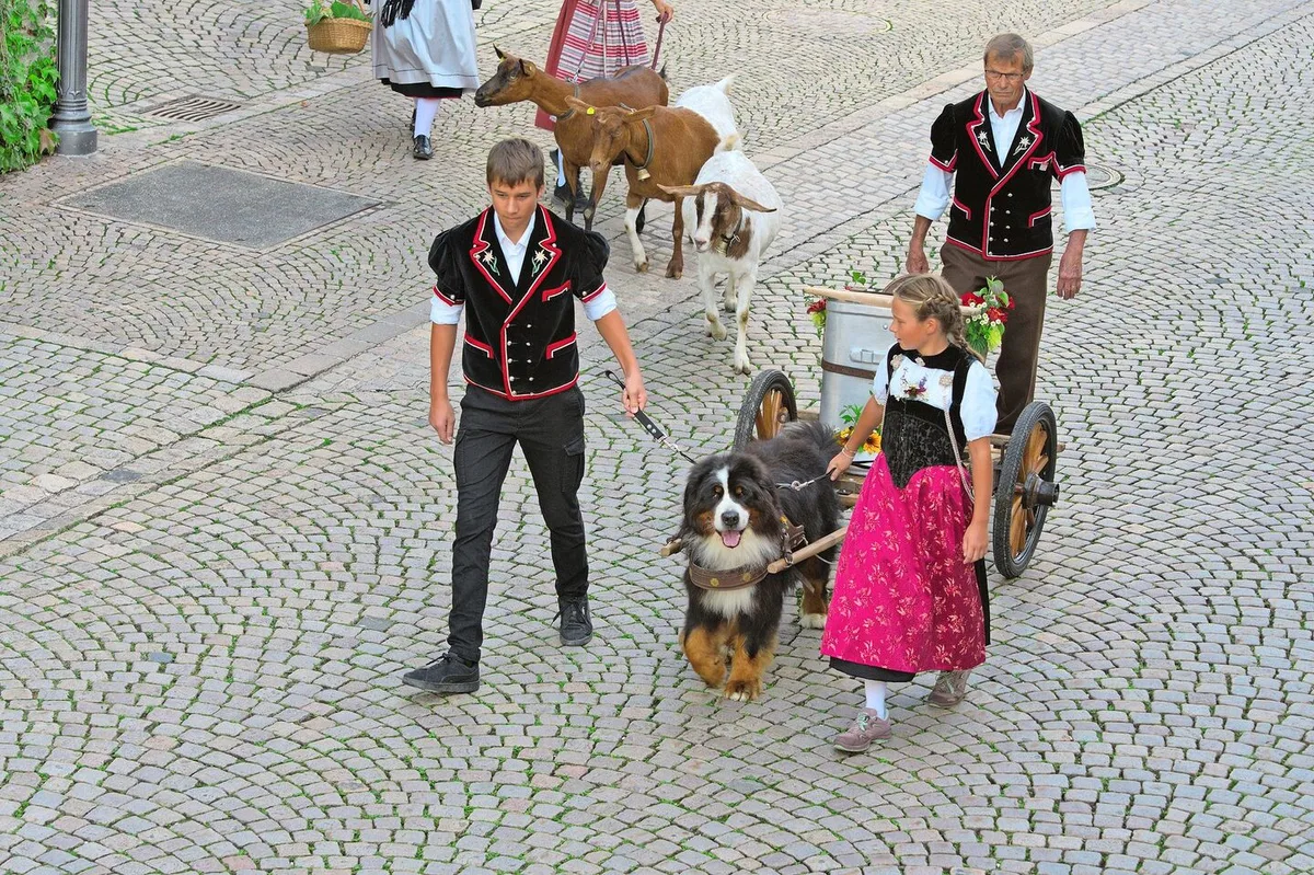 37f667ceea7ef5a02c6c18b585803d3a9835ae1684ecb8801ceba758394d0dd6 Viele verschiedenen Sujets wurden am Alpabzug präsentiert. Hier der Berner Sennenhund mit der «Bränte».