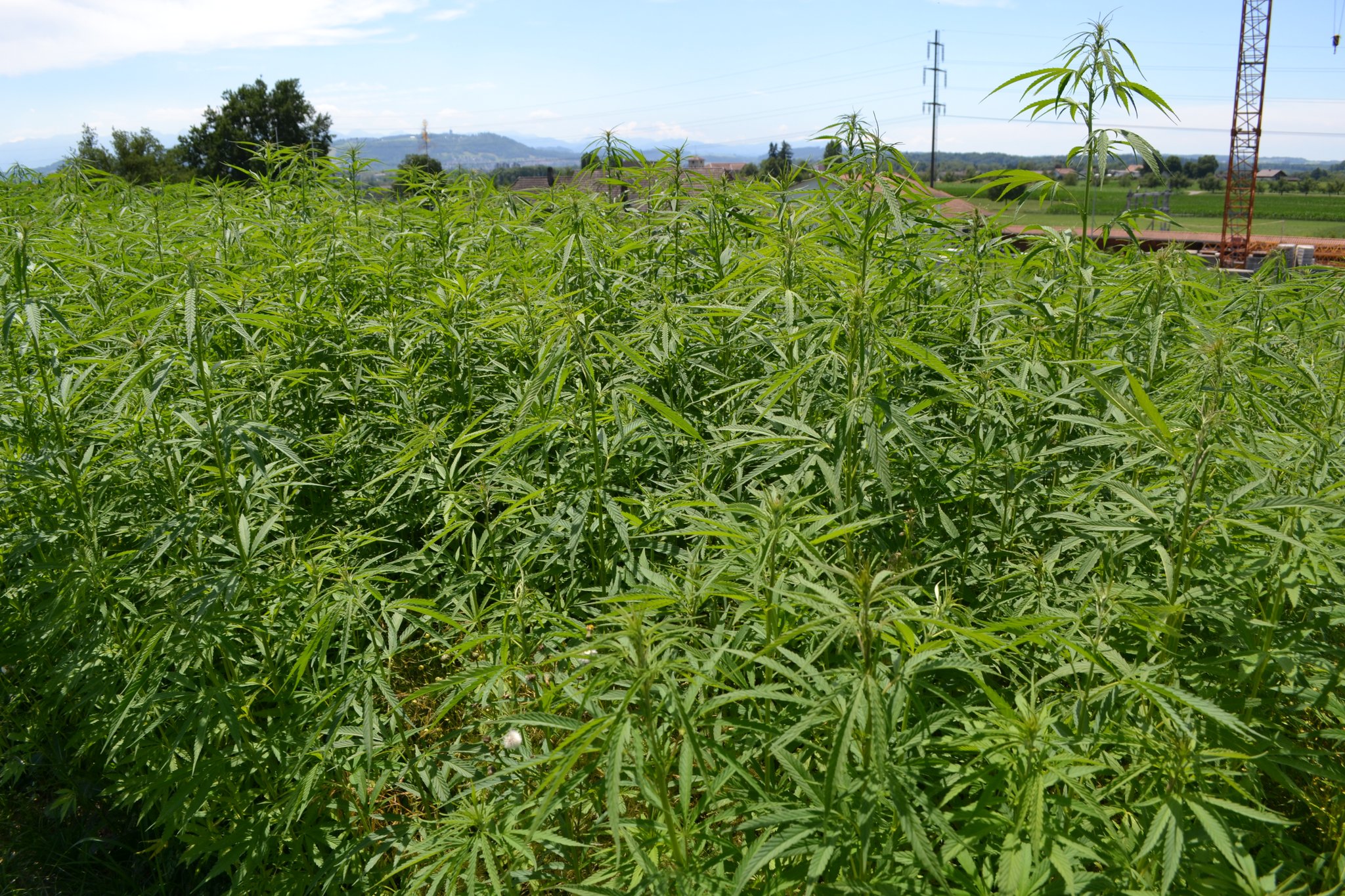 Neues FiBL-Merkblatt Bio Hanf: Anbau, Ernteprodukte und Möglichkeiten
