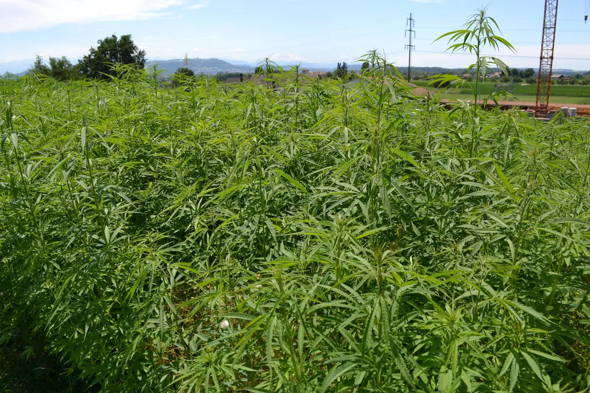 Neues FiBL-Merkblatt Bio Hanf: Anbau, Ernteprodukte und Möglichkeiten