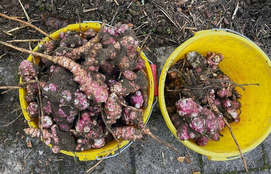 Üppige Topinambur-Ernte. Fühlt sich die Pflanze in einem Garten wohl, breitet sie sich gerne von selbst aus.