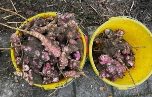 Üppige Topinambur-Ernte. Fühlt sich die Pflanze in einem Garten wohl, breitet sie sich gerne von selbst aus.