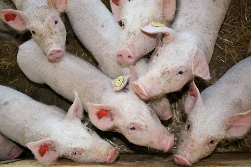 60d3aad2424445a51f84492272146848e767b50d Ab 2021 werden 220'000 Schweine auf 371 Coop Naturafarm Porc-Betrieben unter der Verantwortung der IP-Suisse stehen und vom Schweizer Tierschutz kontrolliert werden. (Bild landwirtschaft.ch /Dominic Meyerhans)