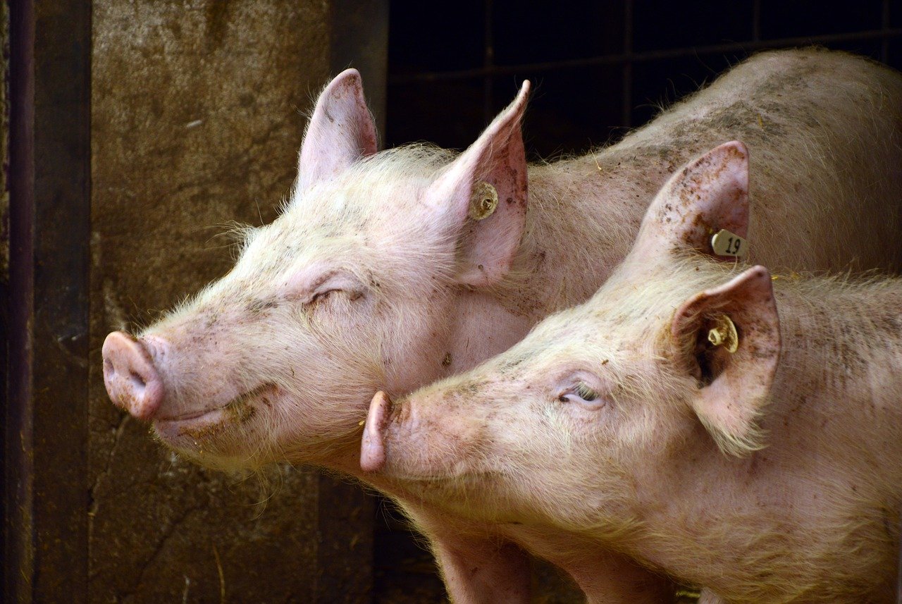 Die Gesundheitsdaten der Schweine müssen in Zukunft in einem elektronischen Behandlungsjournal eingetragen werden. (Bild Pixabay)