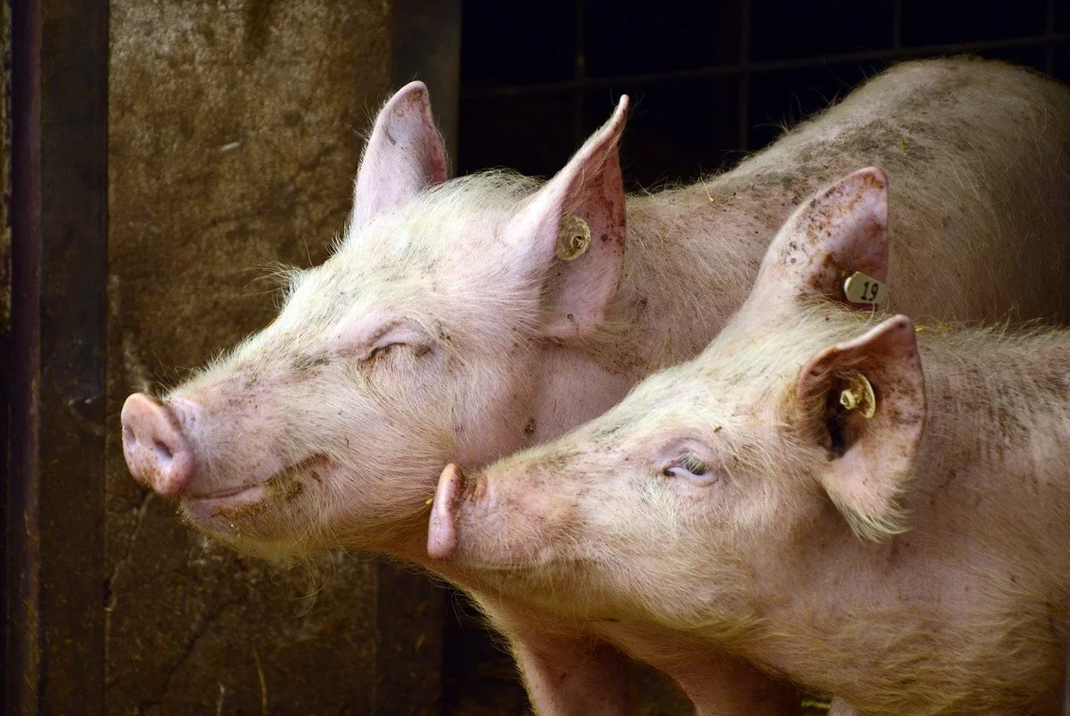 7e1803112b74ff324f4673388c0896eadbc0cdf9 Die Gesundheitsdaten der Schweine müssen in Zukunft in einem elektronischen Behandlungsjournal eingetragen werden. (Bild Pixabay)