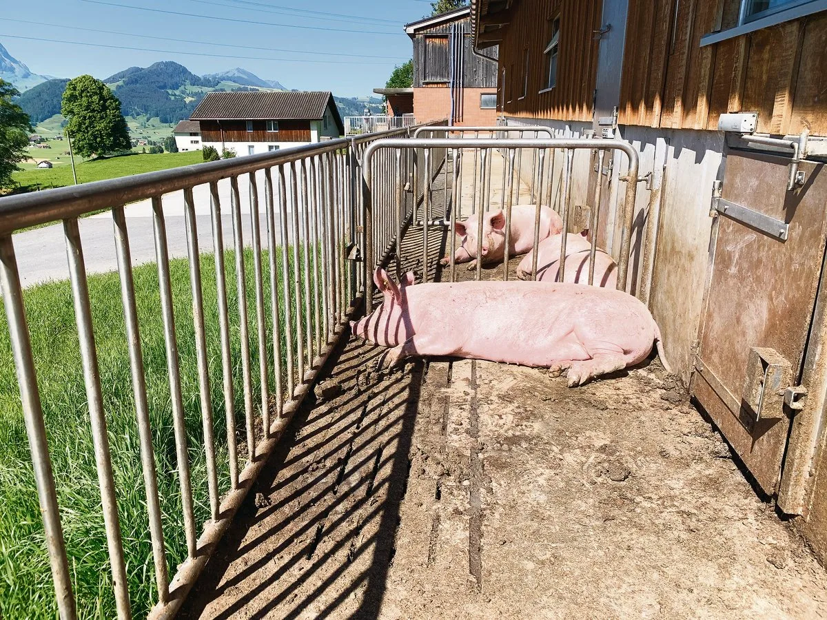 e67f065123dcf20763eb597010850e6d6bdc84a1 Schweinestall mit Auslauf: Die Branche soll transparent darüber informieren, wie in der Schweiz Schweinefleisch produziert wird. Das fordert Suisseporcs-Vizepräsident Urs Haslebacher. (Bild BauZ)