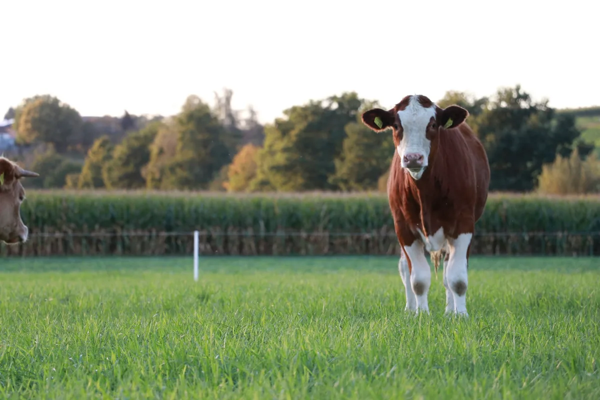 Rind_Mast_Weide «Wenn ihr Natura-Beef liefern wollt, ist jetzt eine sehr gute Zeit dafür»