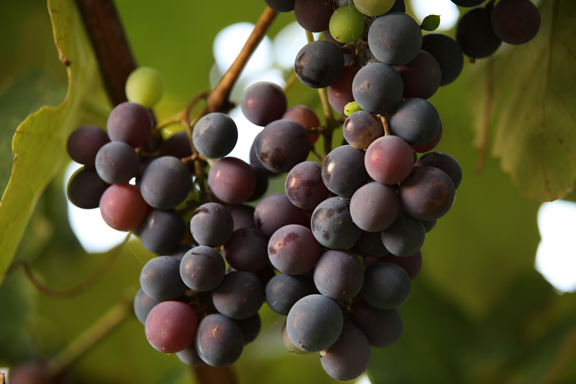 14 Millionen für gebeutelte Walliser Weinbauern