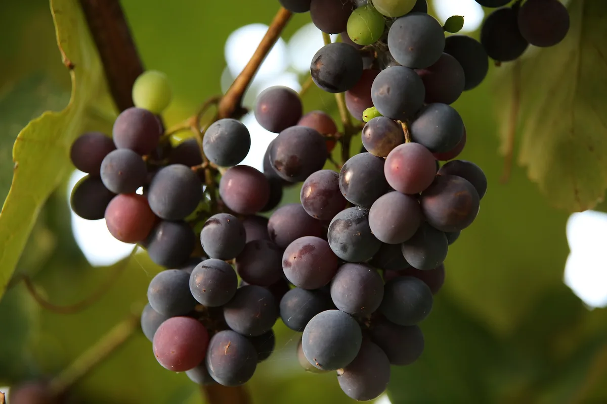 14 Millionen für gebeutelte Walliser Weinbauern