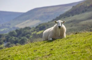 Die Kommission hat Zweifel, ob die Neuerungen mit der neuen TVD-Pflicht umgesetzt werden können. Für viele Tierhalter kämen sie zu schnell. (Bild Pixabay)