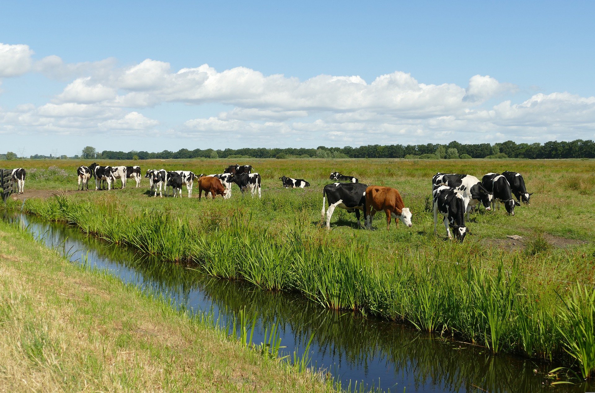 Niederländische Regierung soll Viehbetriebe in Naturgebieten aufkaufen