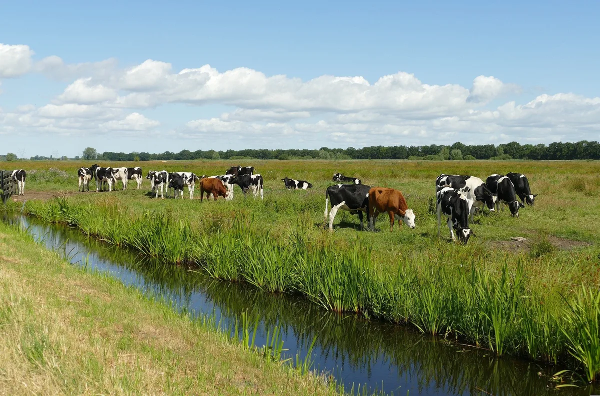 landscape-g6c5217c75_1920 Niederländische Regierung soll Viehbetriebe in Naturgebieten aufkaufen