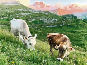 Die Milchviehhaltung wird trotz kleinen Strukturen im Kanton Uri beibehalten. Wegen des hohen Anteils an Alpwirtschaft und der Freude an der Viehzucht und an schönen Tieren. Das Bild zeigt die Sömmerung auf Alpen am Klausenpass.