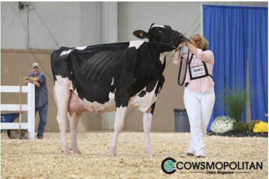 Die Pley-Tochter Windy-Knoll-View Pantene von Reese Burdette wurde Grand Champion. (Bilder Cowsmopolitan)
