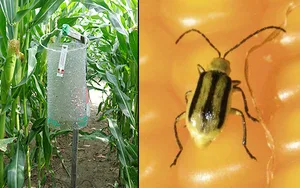 Ein grosses Netz von Pheromon-Fallen erlaubt die Überwachung des Maiswurzelbohrers. (Bild Agroscope)