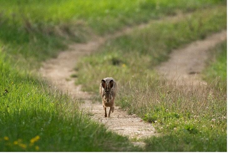 Feldhasen sollen wieder mehr im Kulturland herumhoppeln. Pro Natura sucht interessierte Bauernbetriebe im Aargau für die Teilnahme an einem Förderprojekt