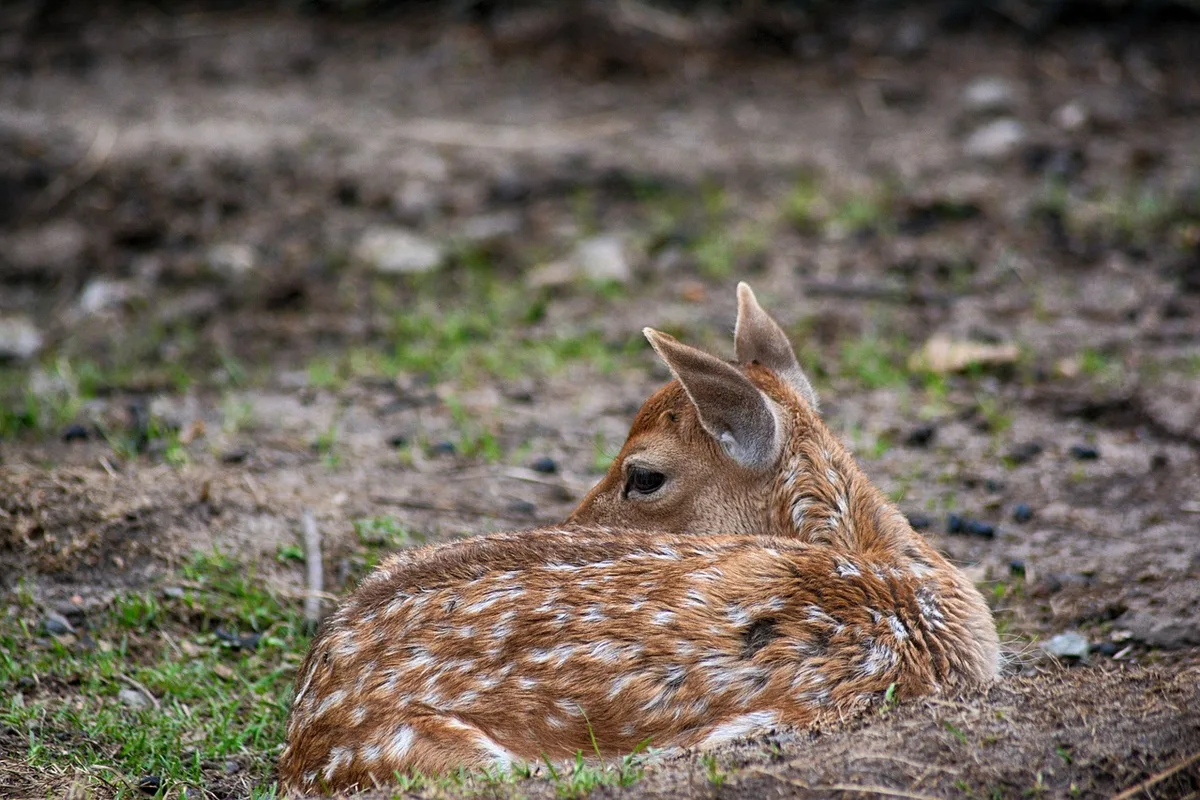 deer-3627614_1280 Hund beisst zwei Rehkitze zu Tode - Zeugen gesucht