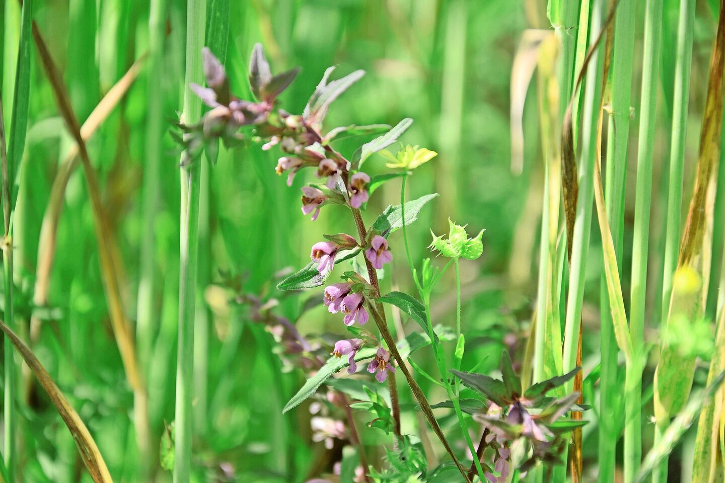 Viele Ackerbegleitpflanzen wie der Frühe Zahntrost (vorne, violett blühend) und der Acker-Hahnenfuss (rechts, gelbe Blüte und stachelige Frucht) brauchen viel Licht am Boden. Man findet sie oft in der Nähe von Ameisenhaufen, da Ameisen ihre Samen verbreiten.